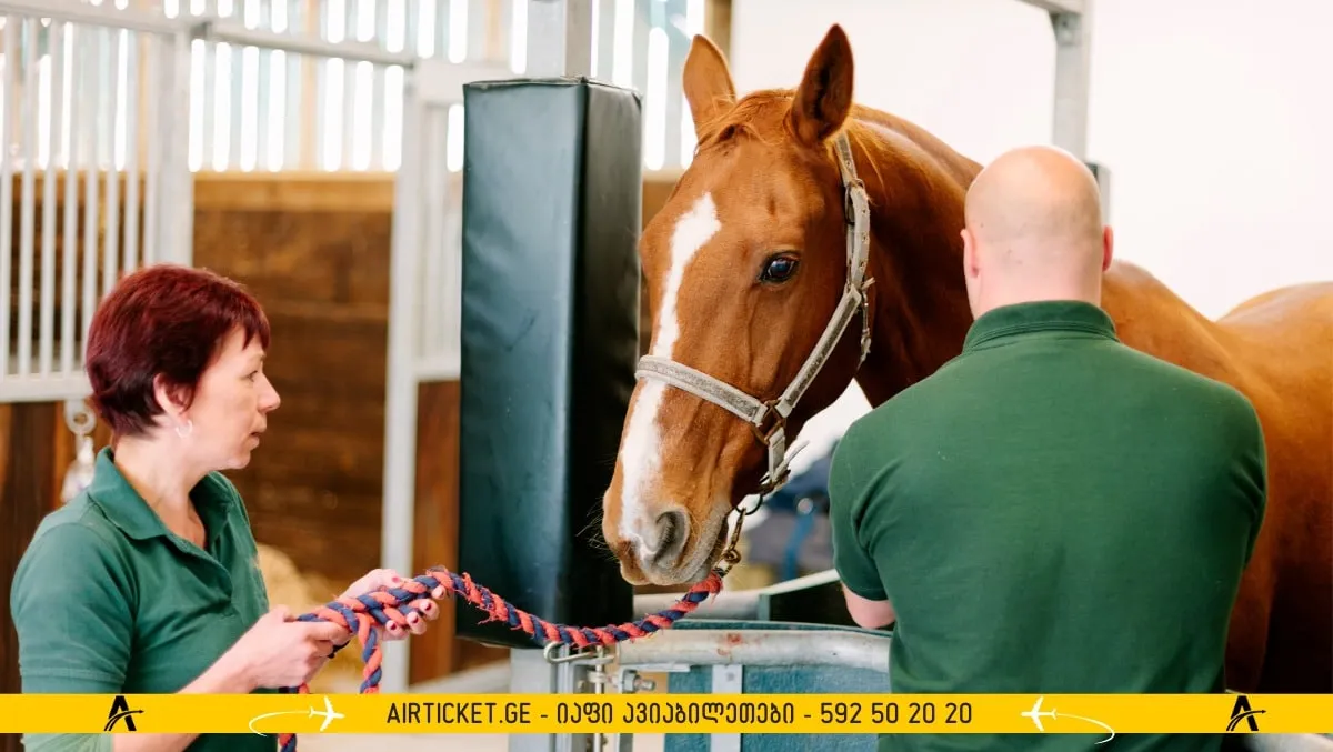 დოღი მენორკა