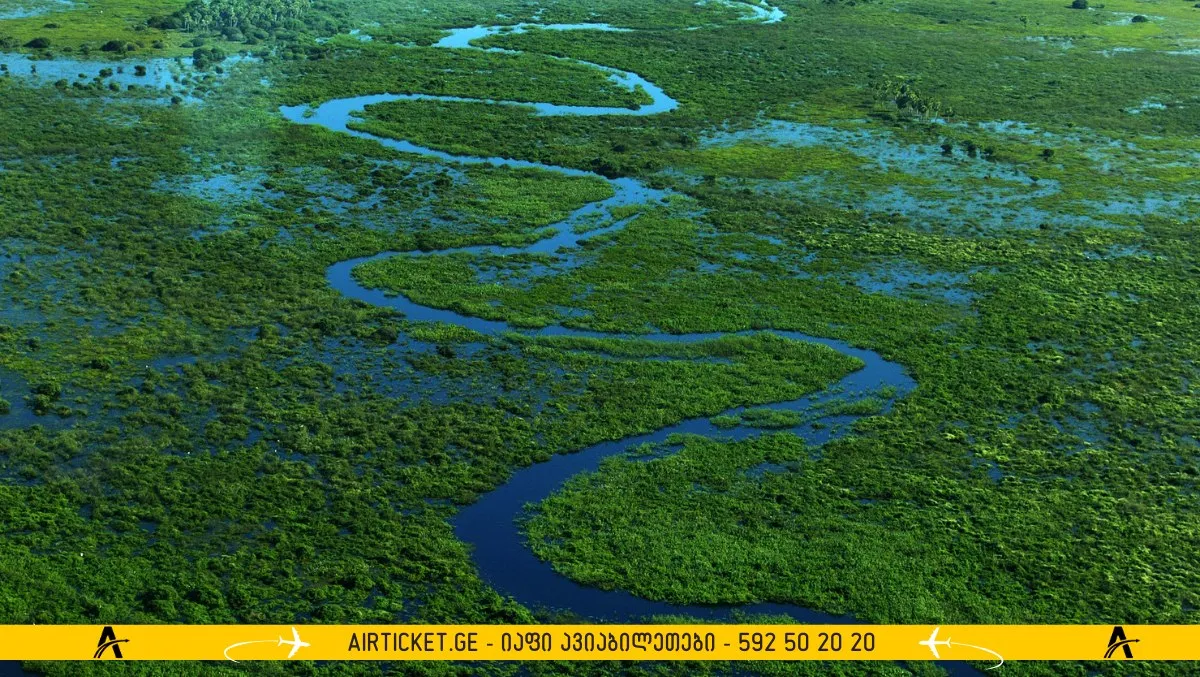 პანტალის ჭაობები