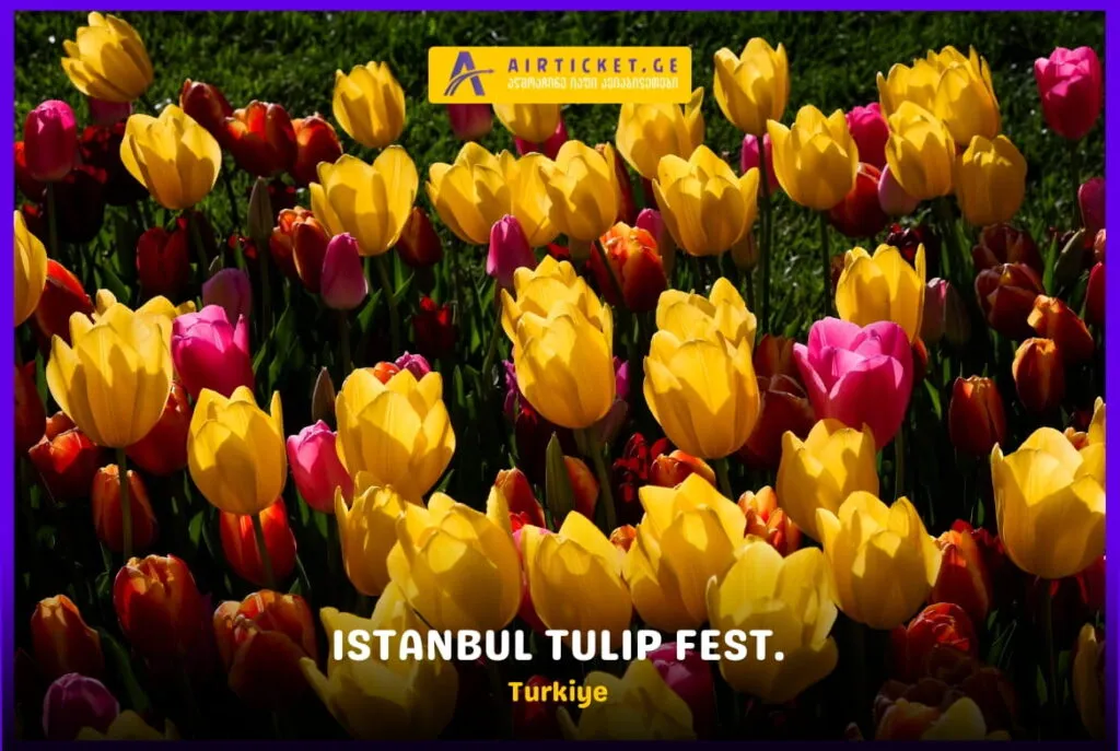 სტამბოლის ტიტების ფესტივალი