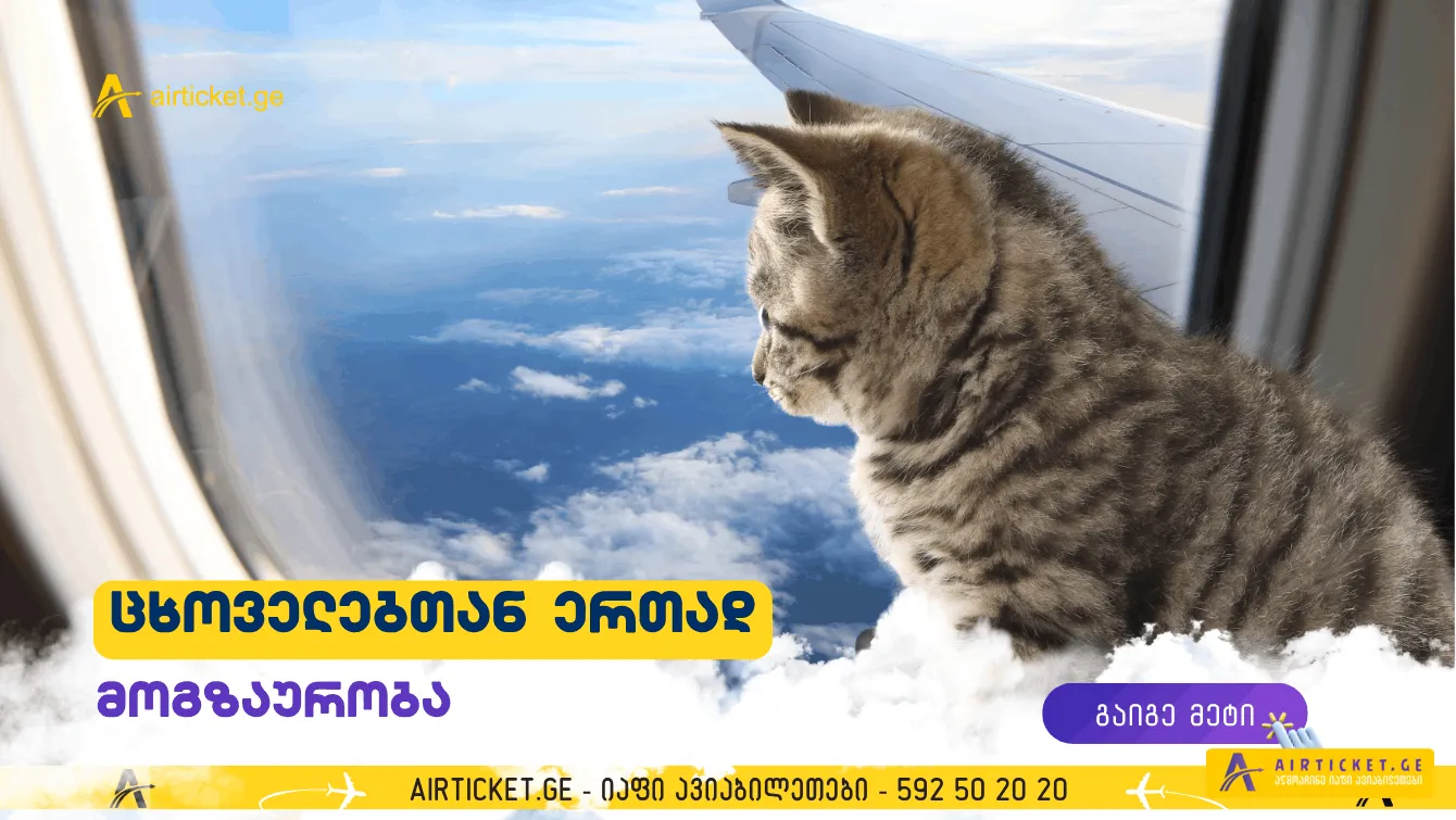 Traveling by Plane with a Pet — Complete Guide to Tickets, Documents, Airline Rules and Fees