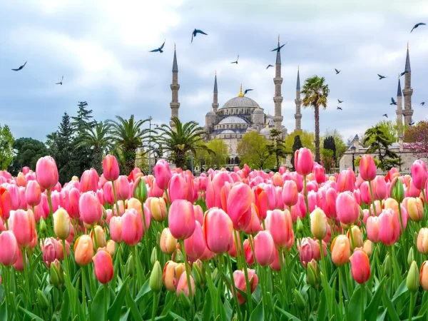 ტიტების ფესტივალი სტამბოლში 619 ლარად